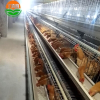Vente de 96 à 160 sortes de poulets Cage en fil de fer galvanisé à 4 couches et système d'alimentation