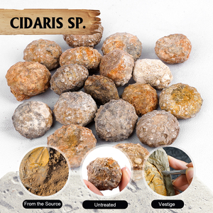 Nhím biển cidaroid Đích Thực-trang trí nhà độc đáo hoặc đạo cụ chụp ảnh - Product Image 2