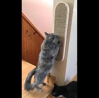 Tapis à gratter multifonctionnel pour chat, taille personnalisable, en sisal, pour canapé