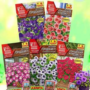 Kit de plantes en pot de pétunia nain de haute qualité pour la plantation au sol, pétunia miniature pour la décoration de la maison - Product Image 1