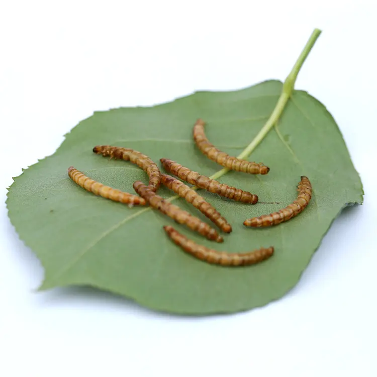 Chất lượng tốt nhất khô mealworms cho thức ăn vật nuôi đóng gói bất kỳ loại gói từ Trung Quốc