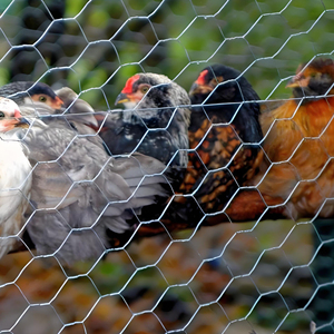 Rete Metallica Esagonale in Acciaio Zincato Rivestito in PVC, Recinzione per Fattoria, Gabbie per Polli, Gabbie per Pollame, Trappole per Pesci - Product Image 6