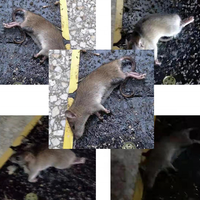 Pièges à souris personnalisés, plaques adhésives pour souris, plaques adhésives écologiques pour souris, adhésif, répulsifs pour souris, pièges