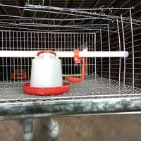 Vente Chaude Cage à Poulets pour 1000 Poussins, Équipement d'Élevage Avicole, Conception de Système de Ferme, Cages à Poulets Éleveurs en Batterie au Pakistan