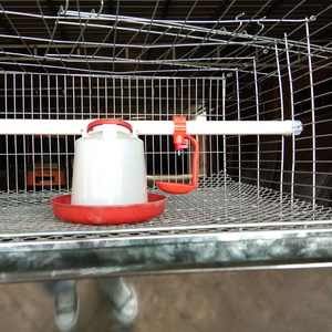 Vendita calda 1000 polli gabbia di pollo per bambini attrezzature per l'allevamento di pollame sistema di progettazione di batterie gabbie per polli in Pakistan - Product Image 4