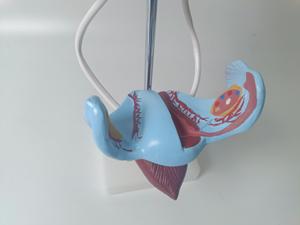 Práctica médica entrenamiento PVC 3D humano auténtico demostración anatomía sistema reproductivo femenino modelo para enseñanza de estudio - Product Image 6