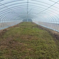 Film plastique multi-travées à faible coût Serre agricole Serre de jardin Serres de film serre