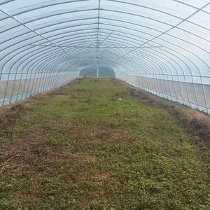 Низкая стоимость, многопролетная пластиковая пленка, сельскохозяйственная теплица, сад, зеленый дом, пленочные теплицы - Product Image 4