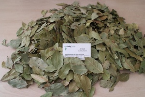 Hojas de Laurel turcas de alta calidad semiseleccionadas 5-10cm AD ISO certificada hierba de Laurel seca cruda 25kg bolsas de PP suministro al por mayor - Product Image 2