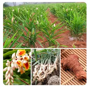 Fornecedor de especiarias naturais chinesas de raiz de galanga seca Premium por atacado