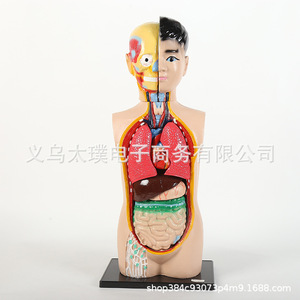 Modelo anatómico humano de órganos; modelo de órganos esqueléticos humanos desmontable para enseñanza médica; material educativo para estudiantes. - Product Image 2