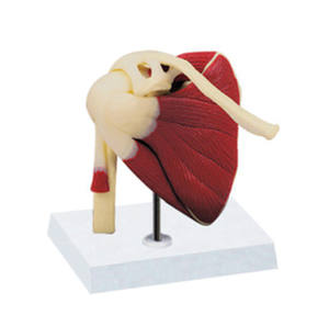 Modelo de Articulación del Hombro con Músculos, Modelo Educativo Médico del Hueso del Hombro del Esqueleto Humano - Product Image 2