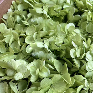 Decoración para el Hogar, Flor <span class=keywords><strong>de</strong></span> <span class=keywords><strong>Hortensia</strong></span> Preservada, 100g, Grado A, <span class=keywords><strong>Hortensia</strong></span> Atlantis, <span class=keywords><strong>Hortensia</strong></span> Preservada en Venta, Plantas <span class=keywords><strong>de</strong></span> Hortensias - Product Image 3