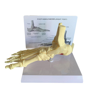 Modèle d'anatomie du pied et de la cheville humains avec ligaments et tendons pour l'enseignement médical - Product Image 4