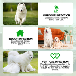 Traitement <span class=keywords><strong>anti</strong></span>-<span class=keywords><strong>puces</strong></span> et tiques pour chiens sous marque privée – Complément alimentaire pour la santé des animaux, vitamines et suppléments, comprimés à mâcher naturels pour la prévention - Product Image 5