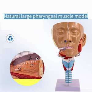Menselijk nasofaryngeal luchtpijp- en cricofaryngeal spiermodel Educatief materiaal Faryngeal spiermodel Medische wetenschap - Product Image 4