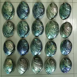 Natural Polished Abalone Shell Big Paua Seashell Rainbow Color for Decoration In Stock