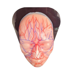 Modè<span class=keywords><strong>le</strong></span> de tête en silicone pour l'enseignement des sciences médicales, représentant les vaisseaux sanguins et les nerfs du visage, avec ressources pédagogiques pour l'injection. - Product Image 2