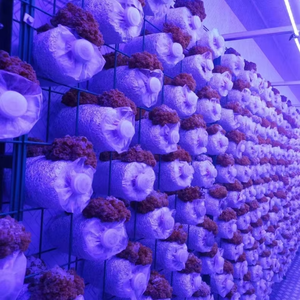 Village Cooperative Récipient de culture de champignons stable et à faible coût La couverture en film plastique comprend un entretien technique de stockage à froid - Product Image 1