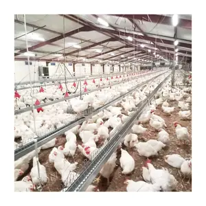 Hot Sale Automatic Control Broiler Breeder Chicken Equipment for Poultry Farm