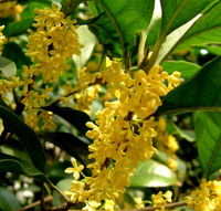 Huile Essentielle Absolue d'Osmanthus 100% Pure en Gros pour Soins de la Peau, Soins Corporels, Arômes et Parfums de Tabac
