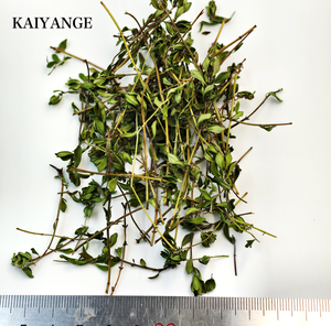 KAIYANGE Prix d'usine Thym citronné naturel séché (Thymus citriodorus) pour l'éclaircissement de la peau, épices, assaisonnement, tisane - Product Image 1