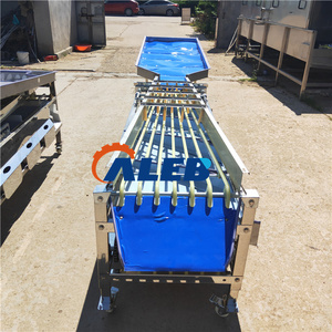 Machine de tri de fruits en acier inoxydable à haute efficacité, type convoyeur automatique, pour le classement des jujubes, tomates, pommes et mangues - Product Image 3