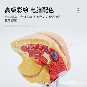 Anatomie reproductive féminine ; modèles anatomiques des organes reproducteurs internes et externes ; modèles anatomiques du vagin - Product Image 5