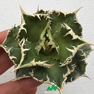 Planta Verde de Interior Popular, Planta Suculenta - Agave Titanota Espino Blanco, Planta en Maceta Cuidadosamente Cultivada, Fabricante MIN HUI - Product Image 5