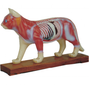 Modelo de acupuntura del cuerpo del gato en Medicina Animal - Product Image 1