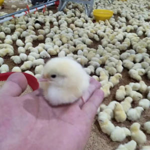 สัตว์ปีกไก่สำเร็จรูปบ้านโครงสร้างเหล็กอัตโนมัติอย่างเต็มที่อุปกรณ์การทำฟาร์มไก่ - Product Image 3