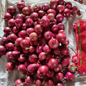 Cebolla roja y amarilla frescas de alta calidad para exportar - Product Image 5
