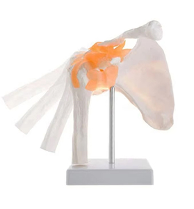 <span class=keywords><strong>Huesos</strong></span> <span class=keywords><strong>de</strong></span> articulación <span class=keywords><strong>de</strong></span> hombro humano FRT026, gran oferta, modelo <span class=keywords><strong>de</strong></span> anatomía, modelos <span class=keywords><strong>de</strong></span> articulación anatómica, modelos <span class=keywords><strong>de</strong></span> articulación <span class=keywords><strong>de</strong></span> hombro humano - Product Image 1