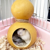 Jouets pour hamsters en solde, maison d'évasion, hamac cachette, jouets décoratifs, literie pour hamster, cachette, fournitures pour hamster, à mâcher, nourriture