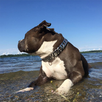 Chaîne d'étranglement en métal pour animaux de compagnie collier de chien en or pour accessoires de petit chien moyen en acier inoxydable lien cubain bouledogue 32mm rubans