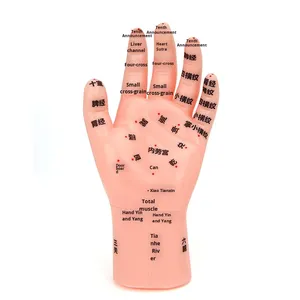 Modelo de Masaje Manual para Niños, 17 cm, Material de PVC, Reflexología, Puntos de Acupuntura, Masaje Pediátrico, Terapia de Meridianos, Referencia para el Hogar - Product Image 5