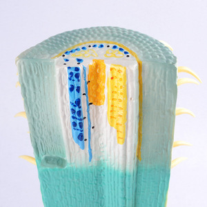 Modèle de section longitudinale de racine J33002, instruments pédagogiques et expérimentaux de biologie et de botanique pour les collèges et lycées - Product Image 3