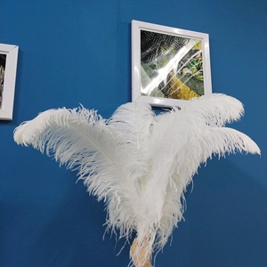 Vente directe usine : <span class=keywords><strong>Plumes</strong></span> d'autruche lavées colorées de 75-80 cm en vrac pour la décoration de fêtes, lampes, artisanat, murs et mariages - Product Image 6