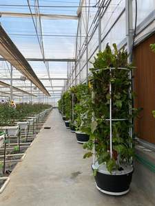 Grand ensemble complet de tour hydroponique verticale aéroponique avec matériau ABS et 6 à 15 niveaux pour la culture de légumes-feuilles - Product Image 3