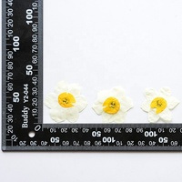 Vente en gros de matériel de bricolage jonquille séchée fleur pressée pour étui de téléphone Nail Art bijoux carte postale cadre photo décoration bougie