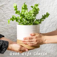 Pot de fleurs en céramique d'argile blanche bicolore, cylindre rayé, avec plateau de drainage pour plantes succulentes, décoration intérieure de bureau
