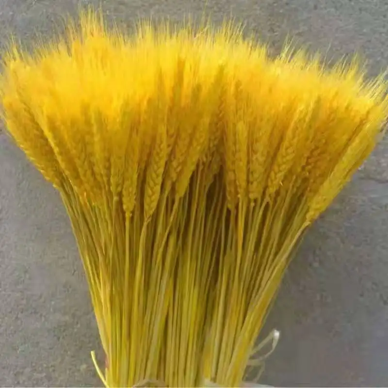 Commercio all'ingrosso 100 pezzi imballaggio 65cm natura orecchio di grano color oro casa decorazione di nozze giorno fiore