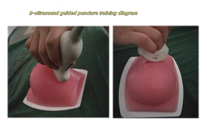 Modèle de mannequin d'échographie grandeur nature pour l'enseignement et la formation à la ponction de tumeur mammaire guidée par échographie, avec matériau PVC avancé - Product Image 3