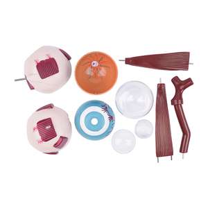 Modelos de Ojos TB-02 de Globos Oculares y Párpados Humanos Ampliados 3 Veces para Investigación y Entrenamiento en Ciencias Médicas - Product Image 4