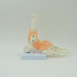 Fournisseur direct d'usine de modèles fonctionnels d'articulations du pied, modèles de pieds pour l'enseignement et la formation des médecins, y compris les ligaments et - Product Image 1