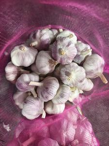 Ajo Verde Puro Blanco Normal Blanco Encurtido Verduras Chinas Venta al por mayor Suministro de Ajo Fresco - Product Image 2