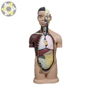 Modelo de anatomia do torso humano, 11 partes da ciência médica 85cm do corpo humano