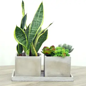 Wholesale Home gardening Indoor succulent pot square grey cement flowerpots with tray