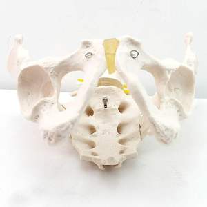 מודל של עמוד השדרה ואת האגן הדיסקים הלומברי האגן הדיסקים הבין חולייתיים - Product Image 5