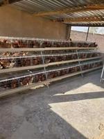 Cage à batterie automatique pour 5000 poules pondeuses de type A pour poulailler en Tanzanie